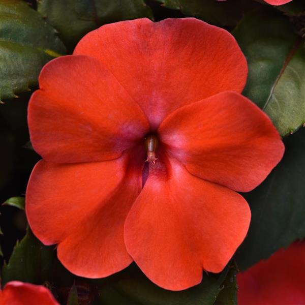 Solarscape® Orange Burst Interspecific Impatiens - Bloom