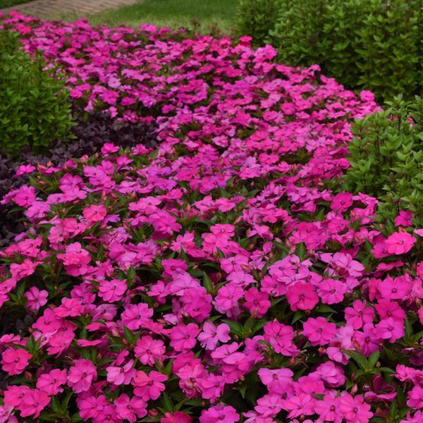 Solarscape® XL Pink Jewel Interspecific Impatiens - Landscape