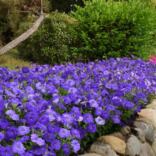 Mirage™ Mid-Blue Petunia - Commercial Landscape 1