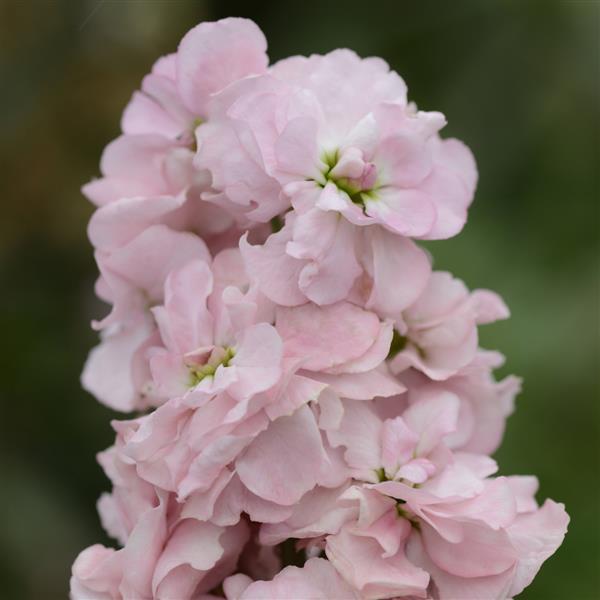 Column Stock Appleblossom Matthiola - Bloom