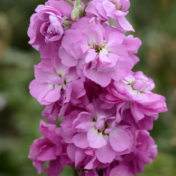 Column Stock Ball Pink No 22 Matthiola - Bloom