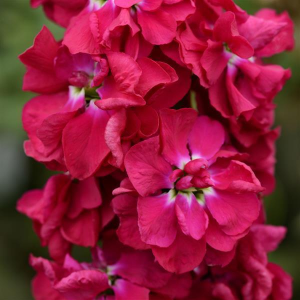 Column Stock Pacific Crimson Matthiola - Bloom