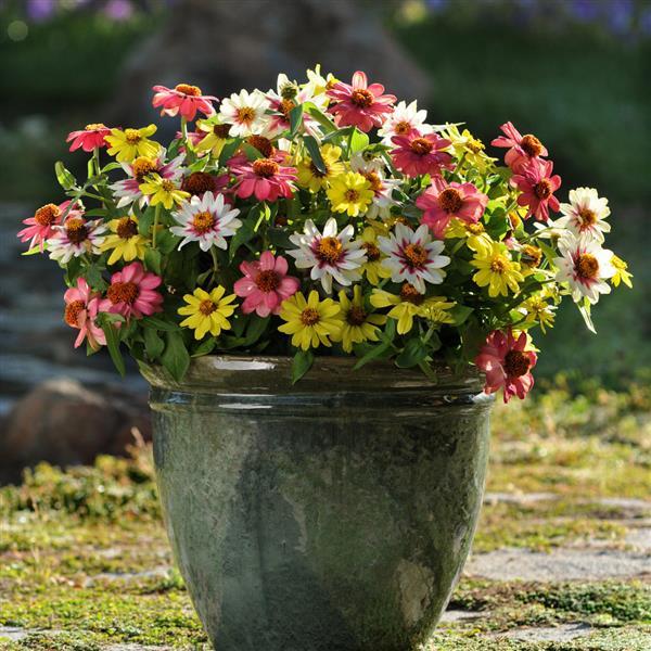 Zahara® Raspberry Lemonade Mixture Zinnia - Container