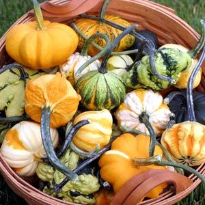 Galaxy Of Stars Gourd - Bloom