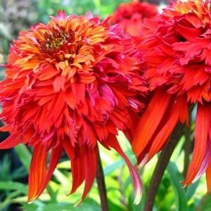 Echinacea purpurea Hot Papaya - Bloom