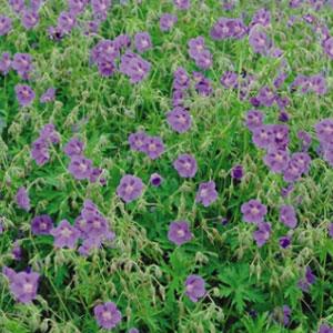 Geranium Brookside - Bloom