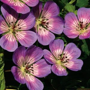 Geranium Sweet Heidy