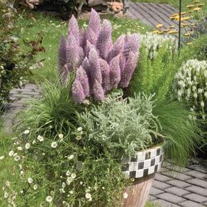 allium summer drummer plant Allium Summer Drummer Bulbs, White - 5 Bulbs