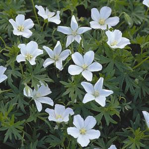 Geranium sanguineum Album - Bloom