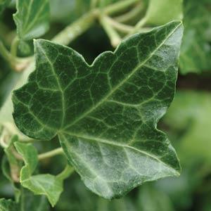 Hedera helix Baltic - Bloom