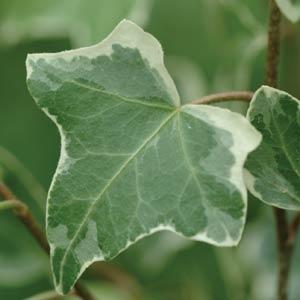 Hedera helix Glacier