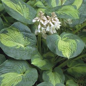 Hosta Sieboldiana Great Expectations