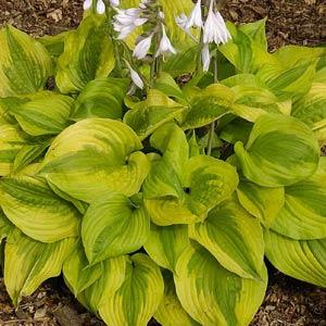 Hosta Summer Breeze - Bloom