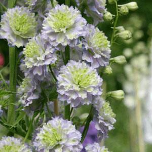 Delphinium Highlander Crystal Delight - Bloom