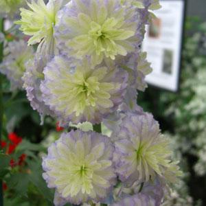 Delphinium Highlander Moon Light - Bloom
