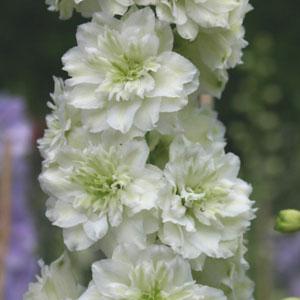 Delphinium Highlander Morning Sunrise - Bloom
