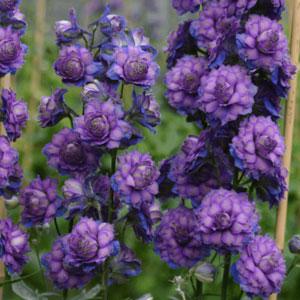 Delphinium Highlander Sweet Sensation - Bloom