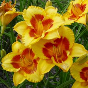 Hemerocallis Blackberry Sherbert