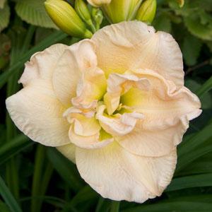 Hemerocallis Jean Swann - Bloom