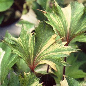Ligularia Osiris Pure Fantaisie - Bloom