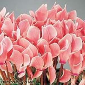 Premium Salmon Flame Cyclamen - Bloom