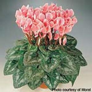Premium Salmon Flame Cyclamen - Container