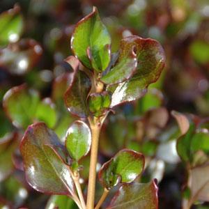 Plum Hussey Coprosma - Bloom