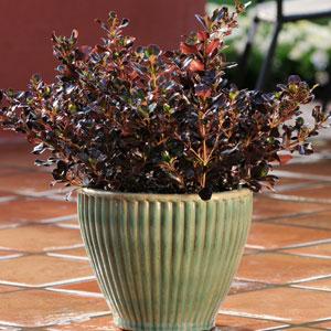 Plum Hussey Coprosma - Container