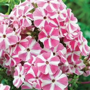 Phlox paniculata Peppermint Twist - Bloom