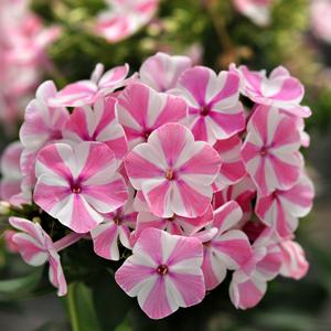 Phlox paniculata Peppermint Twist - Landscape