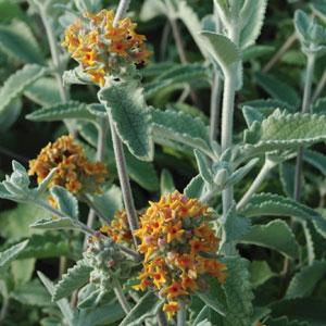 Flutterby Grande® Sweet Marmalade Buddleia - Bloom