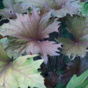 Ligularia Osiris Cafe Noir - Bloom