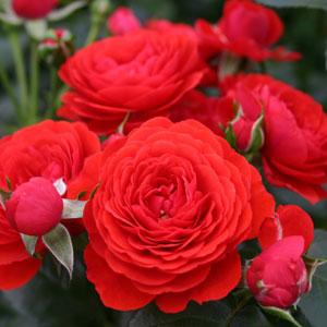 Rose Veranda® Chica