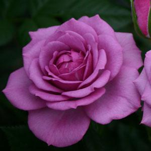 Rose Veranda® Lavender