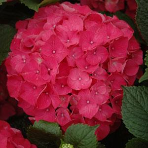 Red Sensation Hydrangea macrophylla - Bloom
