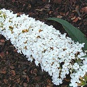 Buddleia davidii White Profusion - Bloom
