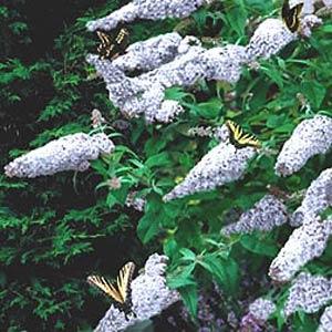Buddleia davidii White Profusion - Garden
