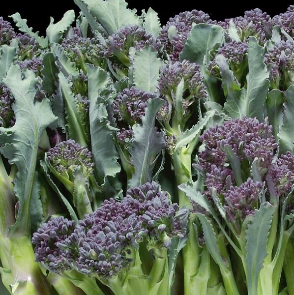 Summer Purple Broccoli