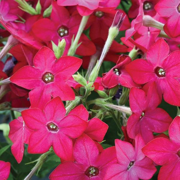 Cuba Rose Nicotiana