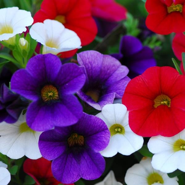 Trixiliner Early Tricolore Multi-Plant