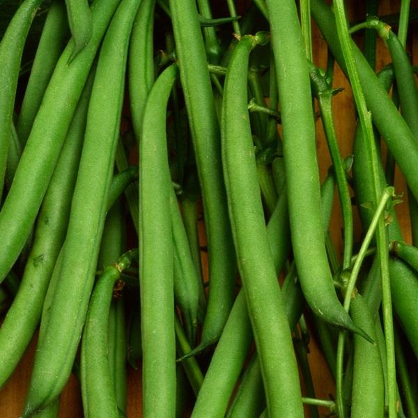 French Dwarf Faraday Bean