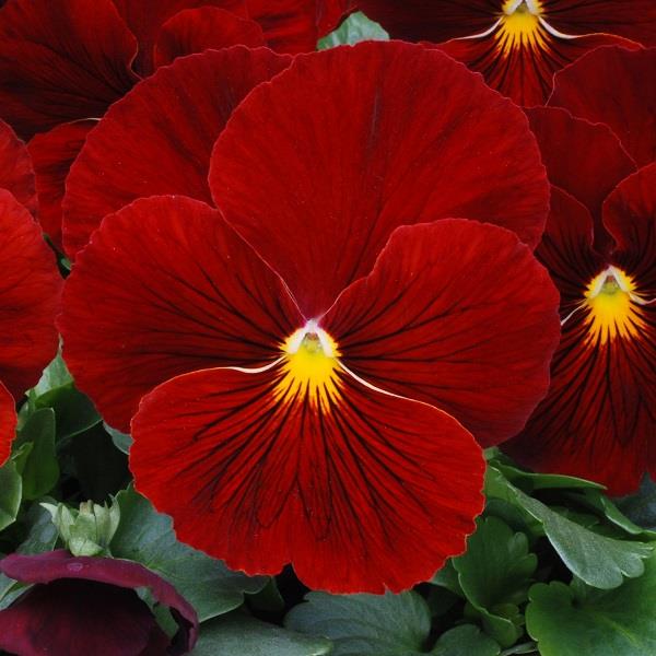 Pansy Matrix Scarlet