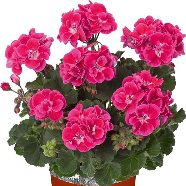 Geranium Zonal Castello Rose Eye Tammo