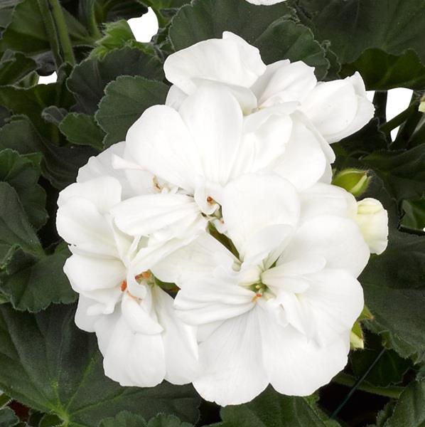 Geranium Zonal Castello White Isabella
