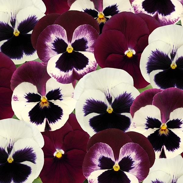 Pansy Matrix Mix Raspberry Sundae Uk