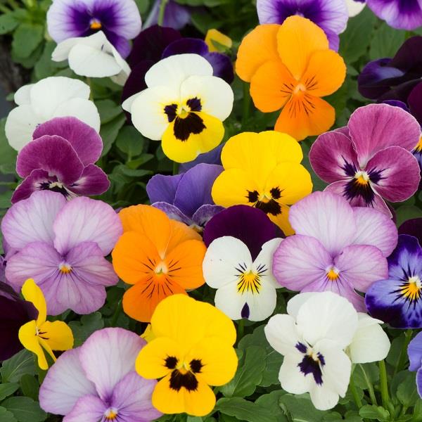 Sorbet XP Mix Autumn Viola