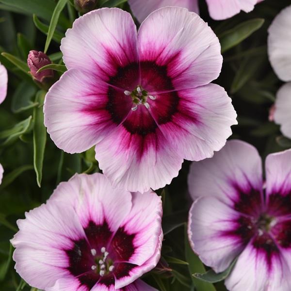 Coronet Raspberry Ripple Dianthus