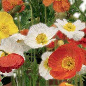 Papaver Spring Fever Mix